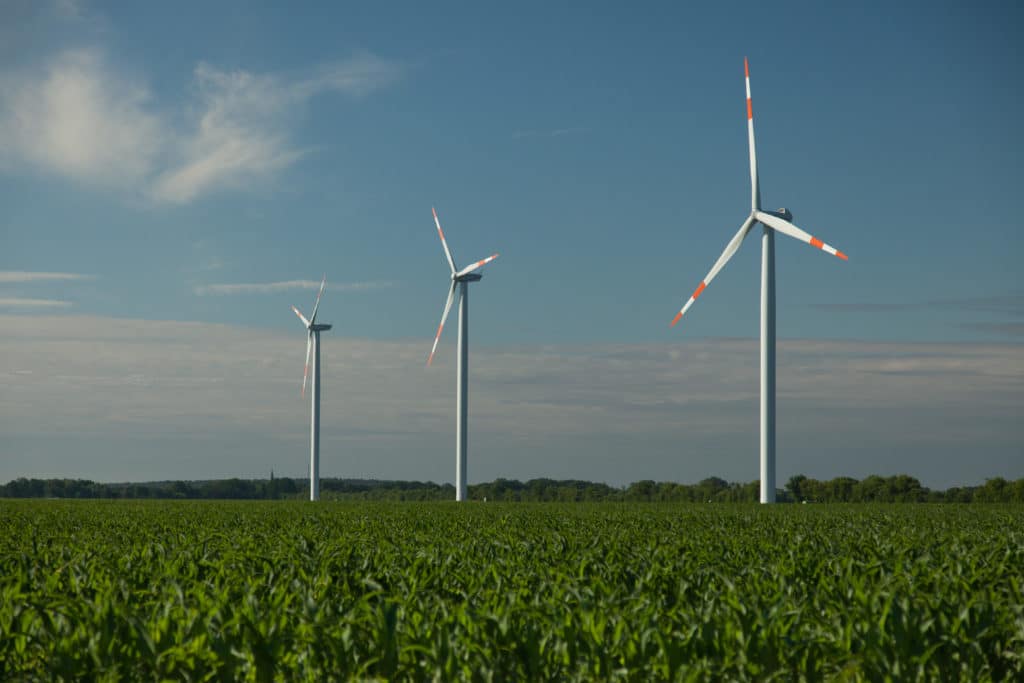 Maisfeld und drei Windenergieanlagen im Hintergrund