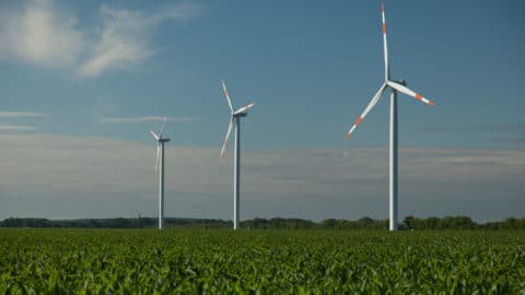 Maisfeld und drei Windenergieanlagen im Hintergrund