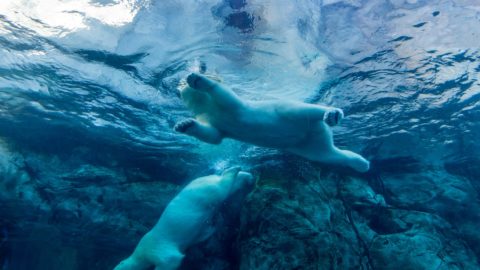 Unterwasseraufnahme von zwei schwimmenden Eisbären